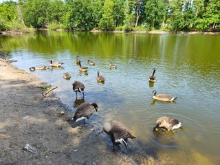 A flock of wild brown  ducks swims along the river along the shore. Trees and nature in Netherlands area. Ducks family are swimming on the lake and enjoying good weather. bridge. 