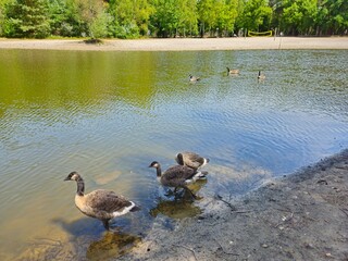Fototapeta premium A flock of wild brown ducks swims along the river along the shore. Trees and nature in Netherlands area. Ducks family are swimming on the lake and enjoying good weather. bridge. 