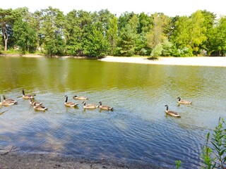 A flock of wild brown  ducks swims along the river along the shore. Trees and nature in Netherlands area. Ducks family are swimming on the lake and enjoying good weather. bridge. 