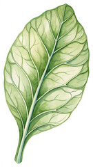Green leaf vein texture veins watercolor