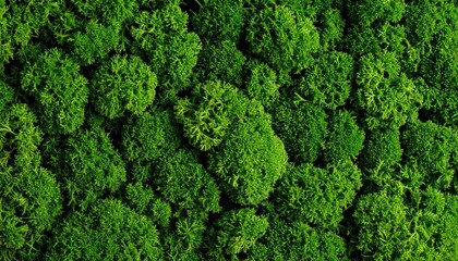 Vibrant Green Moss Texture in Top Down Macro Photography with Soft Lighting