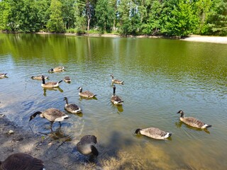 A flock of wild brown  ducks swims along the river along the shore. Trees and nature in Netherlands area. Ducks family are swimming on the lake and enjoying good weather. bridge. 