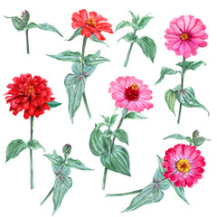 Watercolor set with garden Zinnia flowers, buds and stems and sprouts