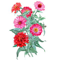 Watercolor painted vertical bouquet for seamless border with garden Zinnia flowers, stems and leaves
