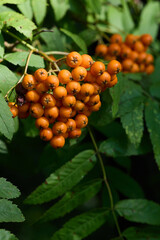 mountain ash ripens on a green bush on a bright sunny day