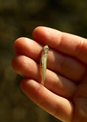 a small dead fish on the palm of your hand