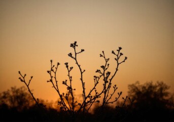Obraz premium Cactus silhouette sunset