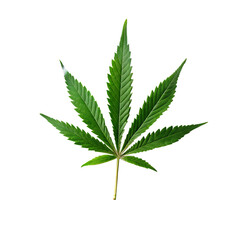 Green cannabis leaf emblem on a wrapped product isolated on white background ,PNG.AI Generated.