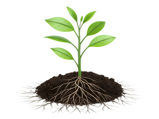 Healthy seedling with visible roots growing from rich soil.