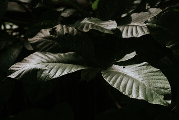 Lush Green Leaves Bathed in Soft Light