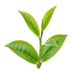 Obraz premium Fresh green tea leaves, close up shot, vibrant color, isolated on transparent background