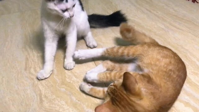 two orange and white male kittens are play fighting on the floor