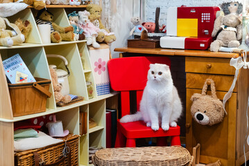 Cute Cat Sat on Red Chair in Cozy Room