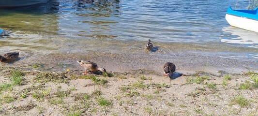 Kaczki na brzegu jeziora  © Zuzanna