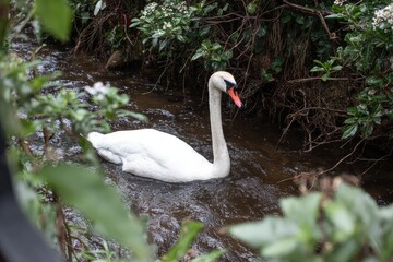 White swan in a small, flowing stream, surrounded by greenery
