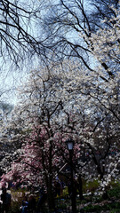 Obraz premium Voyage New York printemps 2023