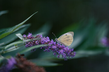 Butterfly feeding on a buddleia flower in summer , blur background with shallow depth of field.