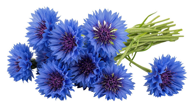 Isolated bunch of vibrant blue cornflowers