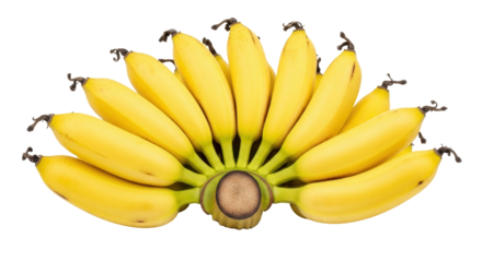 Isolated baby bananas