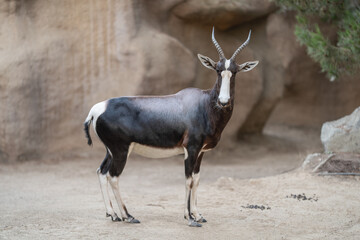 Bontebok Antelope, Deer