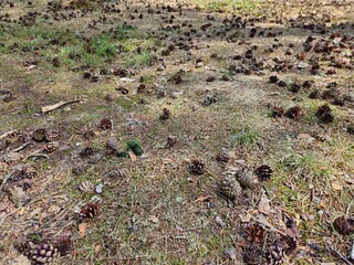  Pine cones. Many pine cones fall on the hiking trail. forest.