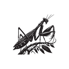 Praying Mantis Vector (2).eps