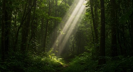 Mystical sunbeams stream through the dense canopy of a lush green rainforest, casting ethereal light rays on a tranquil path in the wilderness.