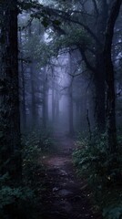 Fototapeta premium Foggy forest path with dense trees and ferns