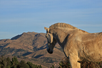 White horse on the mountain landscape in Peru.