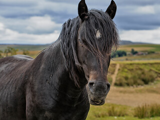 The head of a Beautiful black horse