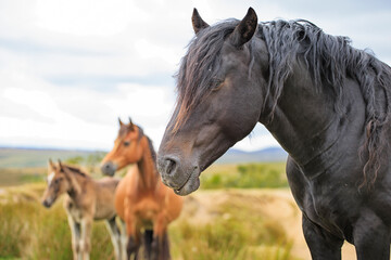 The portrait of three horses in the herd.