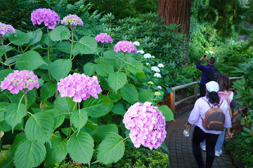 People Walking Past Pink Flowers in Lush Garden on Walking Path