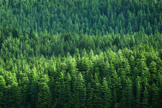 Lush Green Pine Forest or Forrest on Wild Mountainside in Wilderness Environment