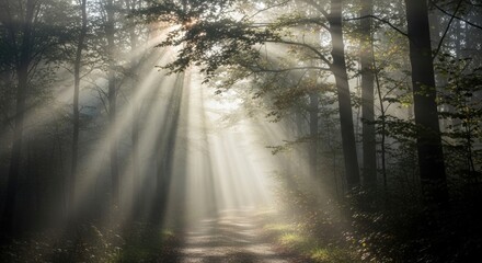 Fototapeta premium Sunbeams streaming through a forest path with dense fog creating an eerie, mystical atmosphere. Horror concept.