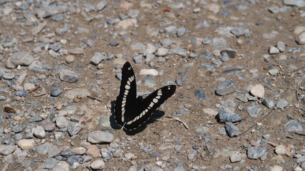 Alpine Butterfly