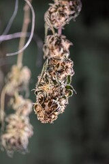 Dry Cannabis flowers plant Closeup with fresh fan leaves cola pistil trichomes and sugar leaves....