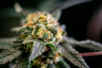 Cannabis flowers plant Closeup with fresh fan leaves cola pistil trichomes and sugar leaves. Cola...