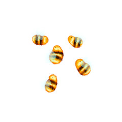   A cute and fluffy little bee