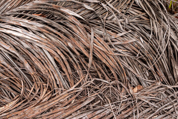 Many dry decaying tropical coconut brown leaf on ground soil after coconut leaves fall from top of coconut tree.