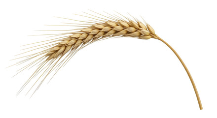 Isolated Wheat Stalk