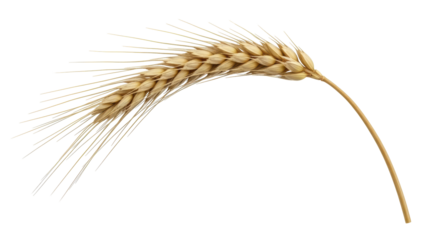 Isolated Wheat Stalk