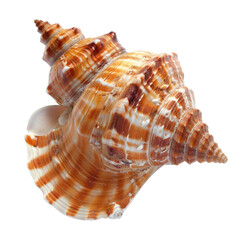 Obraz premium Detailed view of a sea shell