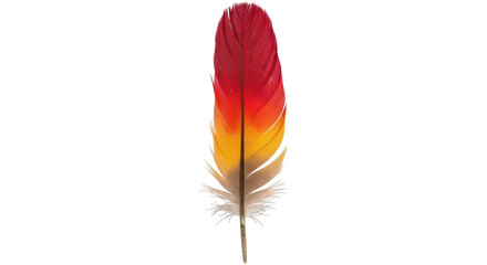 Isolated Macaw Feather