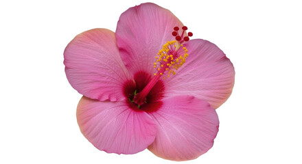 Isolated Hibiscus Flower