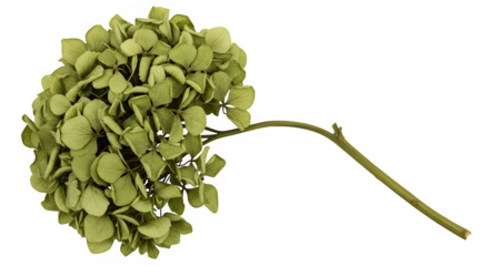 Green hydrangea flower head on stem against white background  isolate dried flower 
