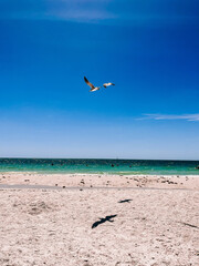seagulls on the beach