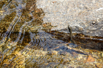 Viperine snake, Natrix maura, perched in the water of a river in the Madrid mountains, ready to hunt in imitation of the viper.