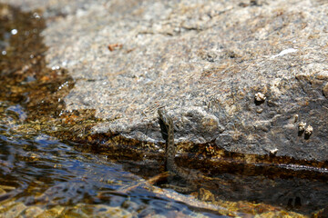 Viperine snake, Natrix maura, perched in the water of a river in the Madrid mountains, ready to hunt in imitation of the viper.