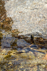 Viperine snake, Natrix maura, perched in the water of a river in the Madrid mountains, ready to hunt in imitation of the viper.