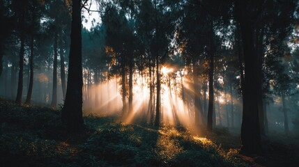Fototapeta premium Sunlight streams through misty forest (1)